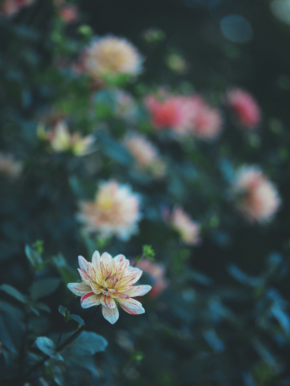 a close up of some flowers