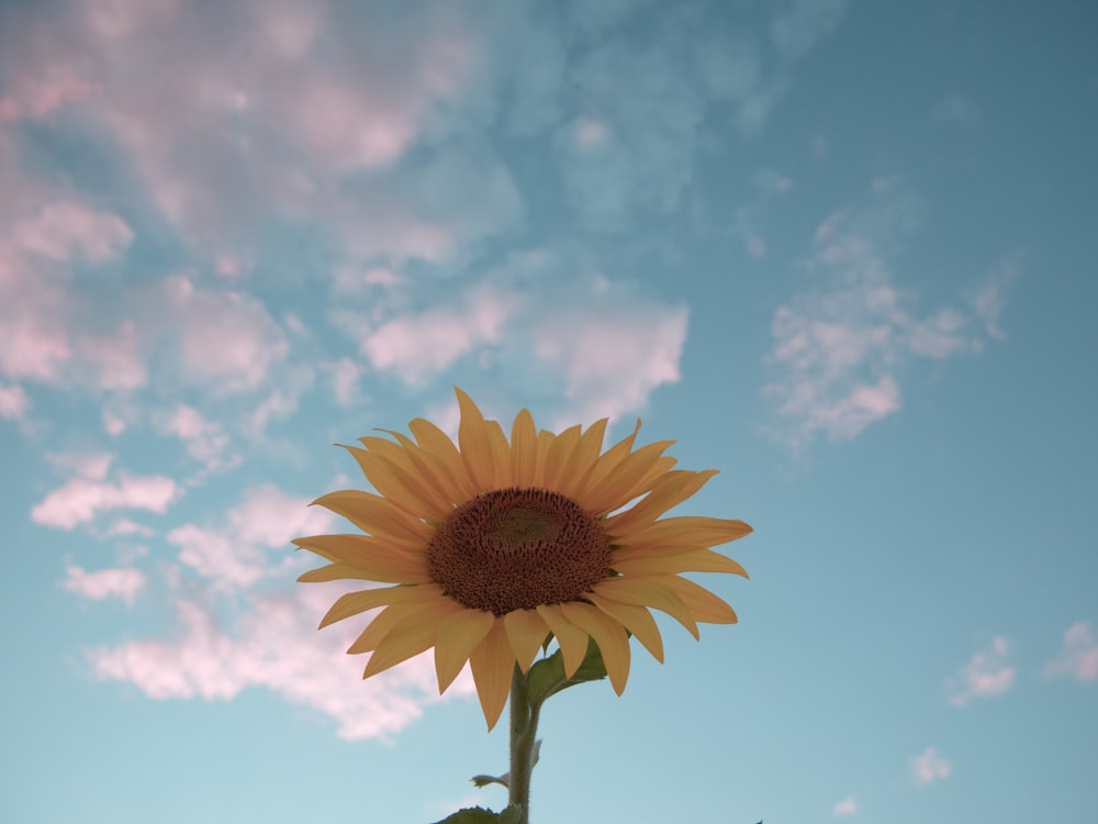 a yellow flower with a blue sky in the background