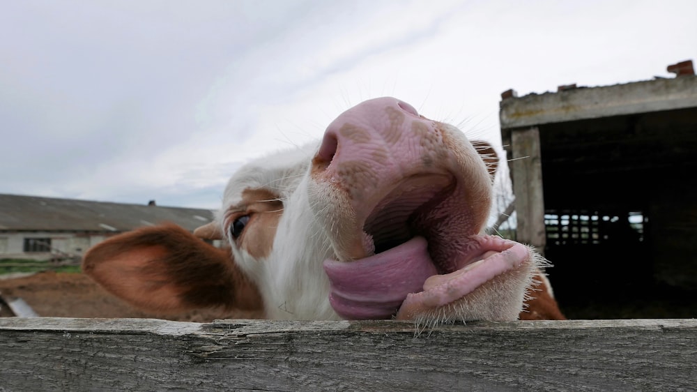 a goat with a pink toy