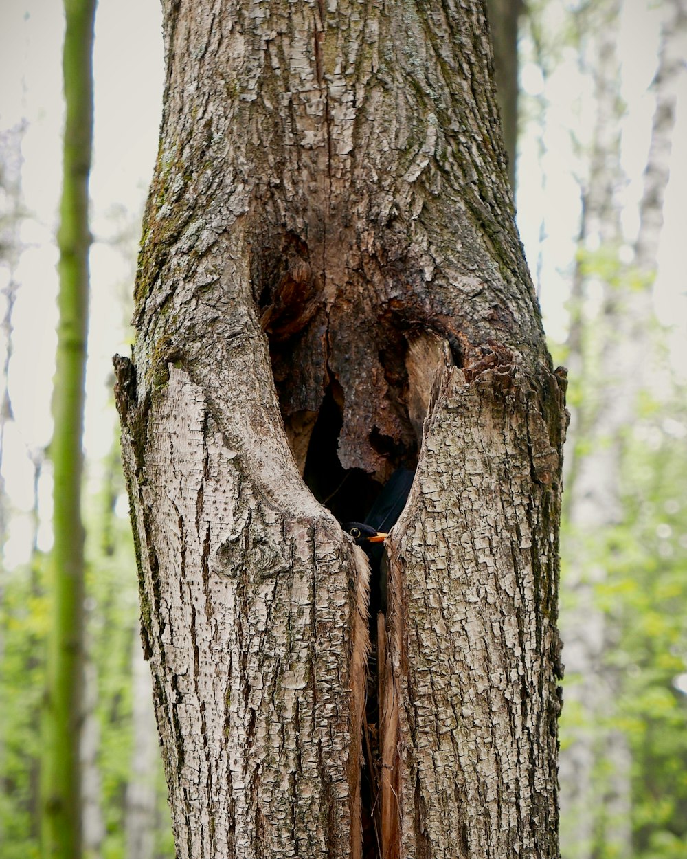 a bird in a hole in a tree