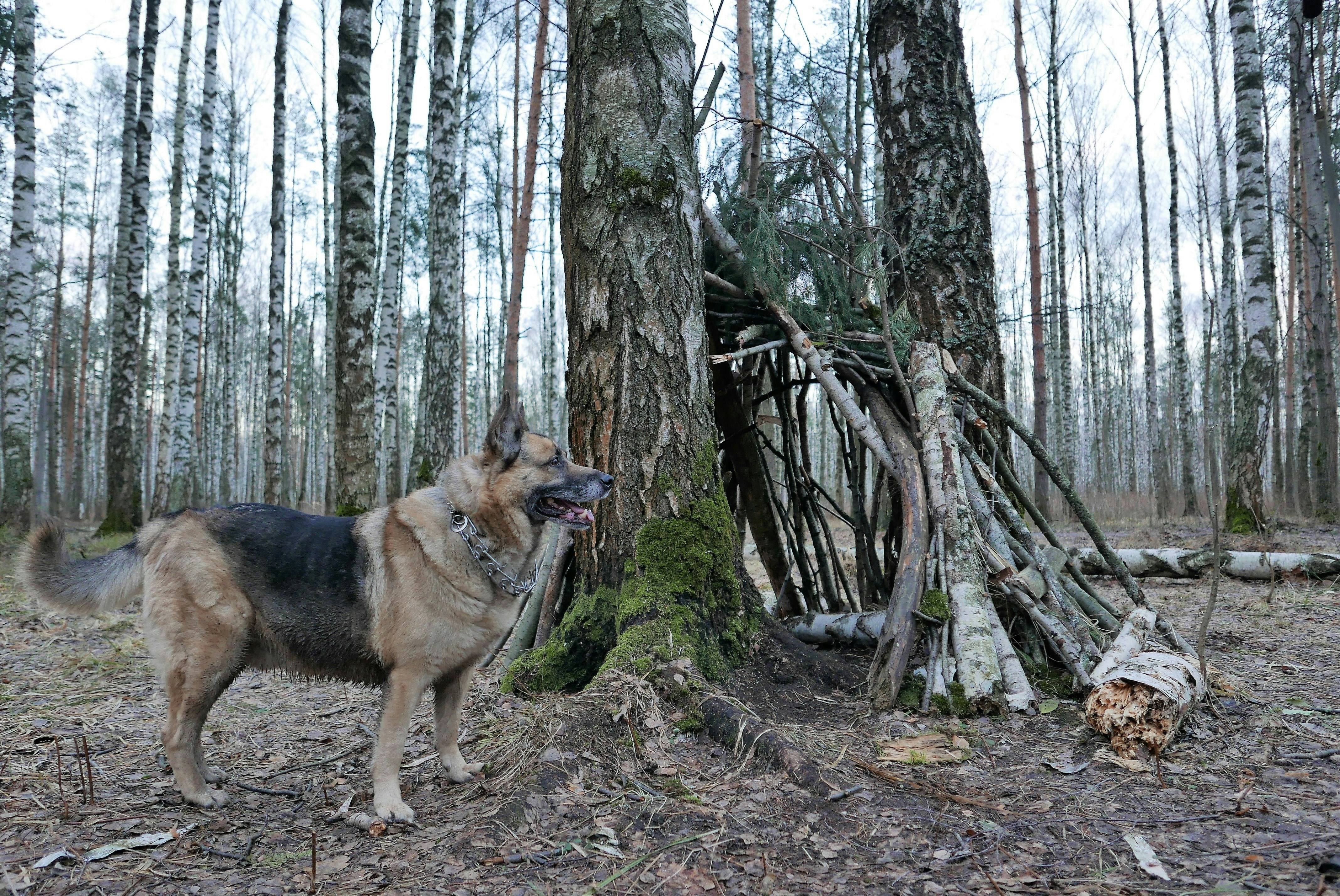 a dog standing in the woods
