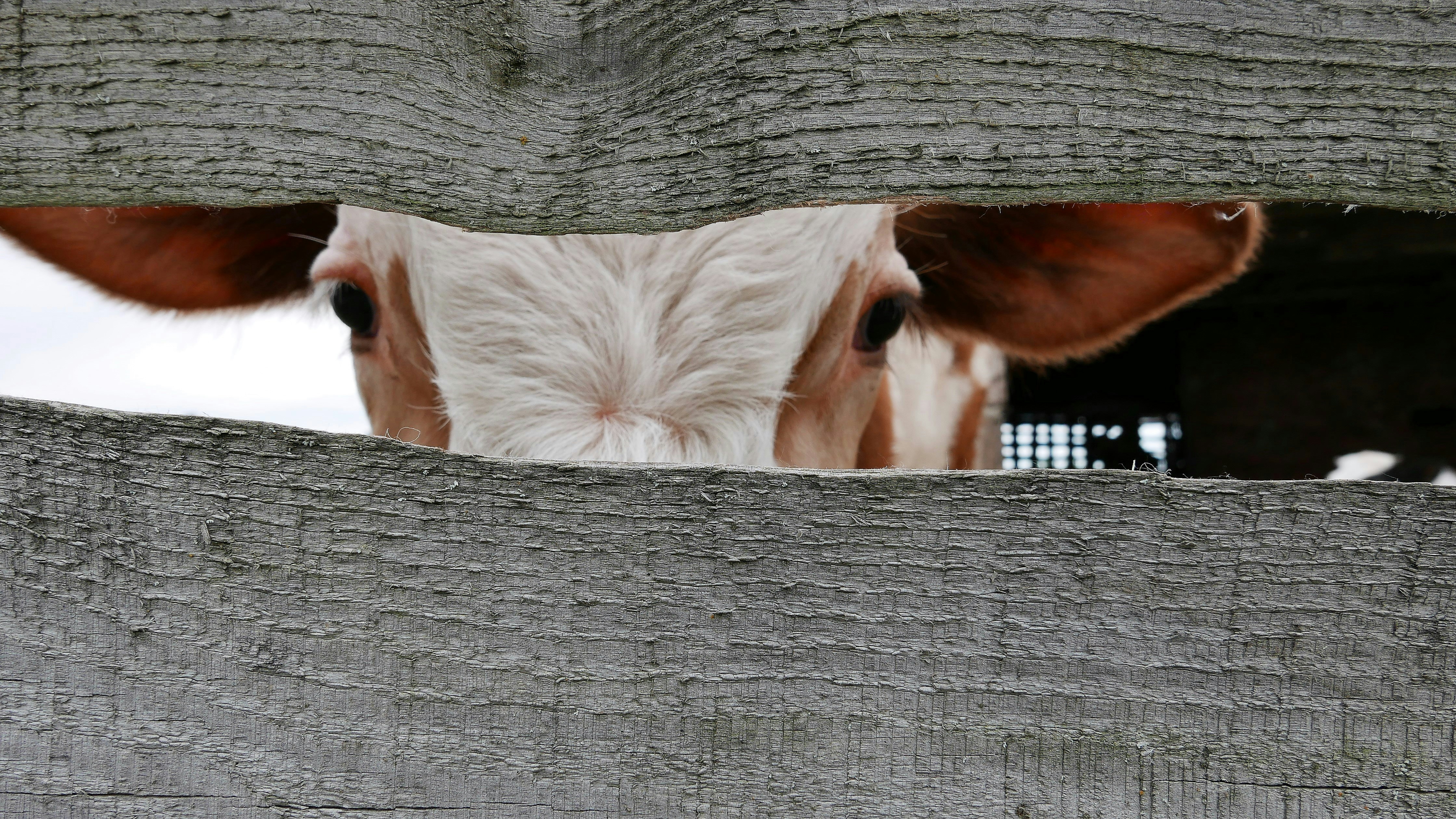 a group of cows in a barn