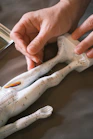 a person holding a snake