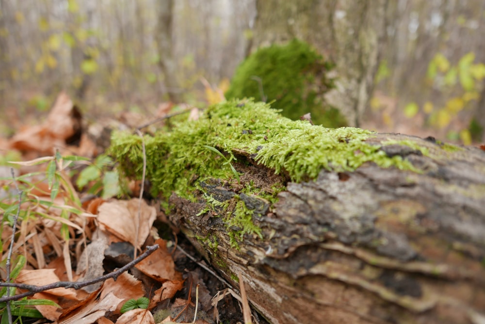 moss on a tree stump