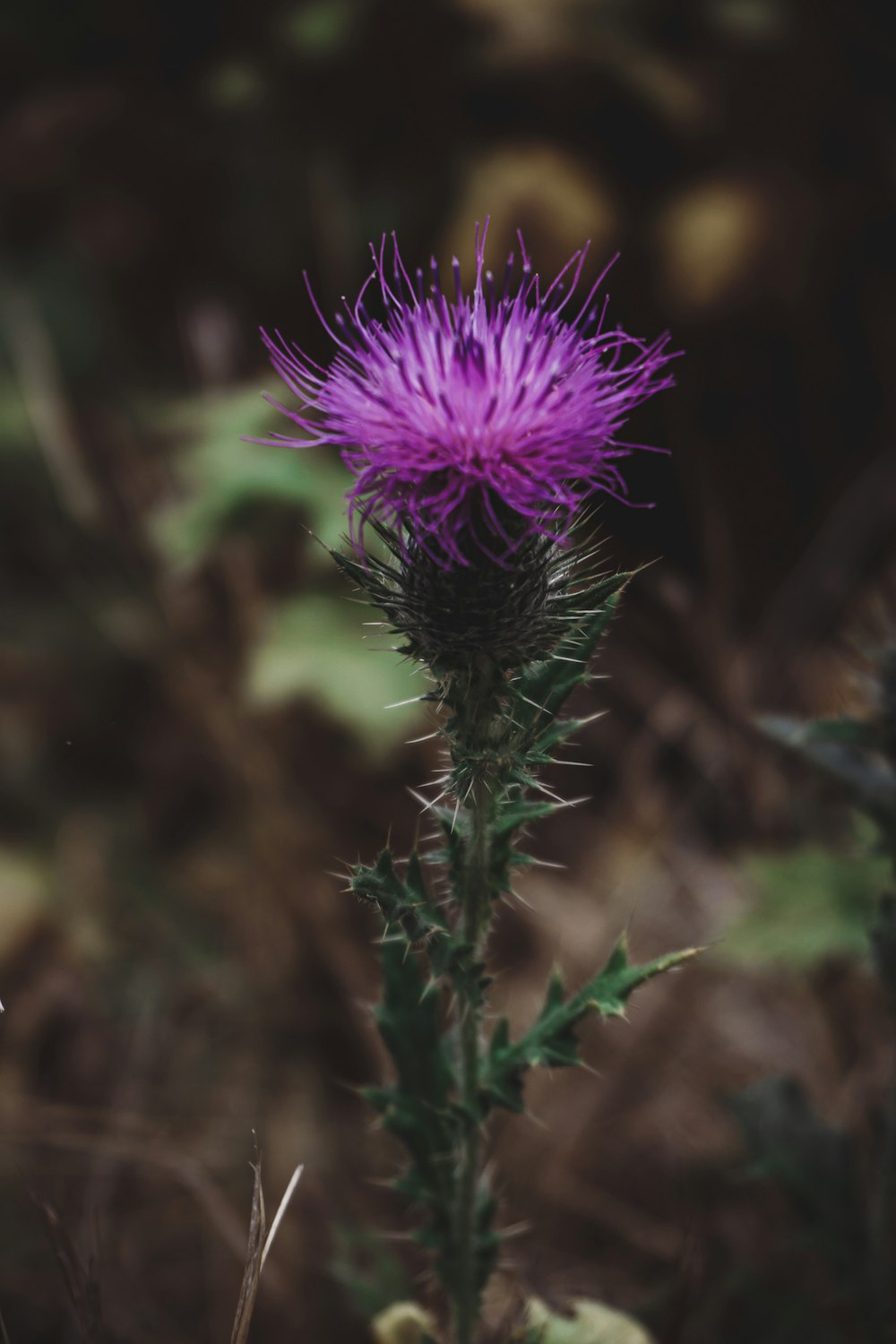 a purple flower on a plant