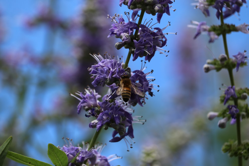 a bee on a purple flower