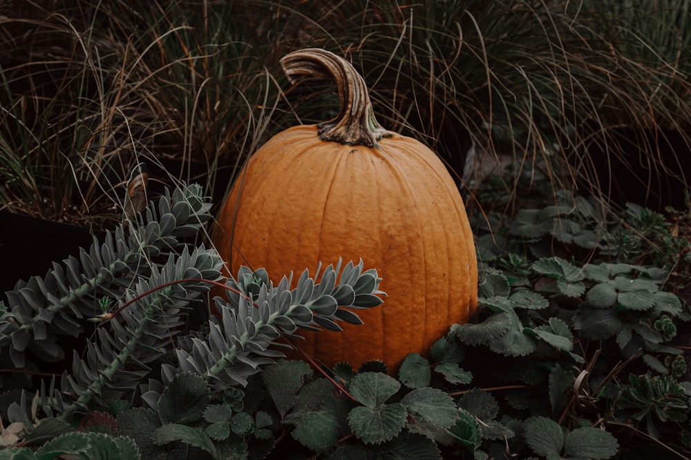 a pumpkin in a field