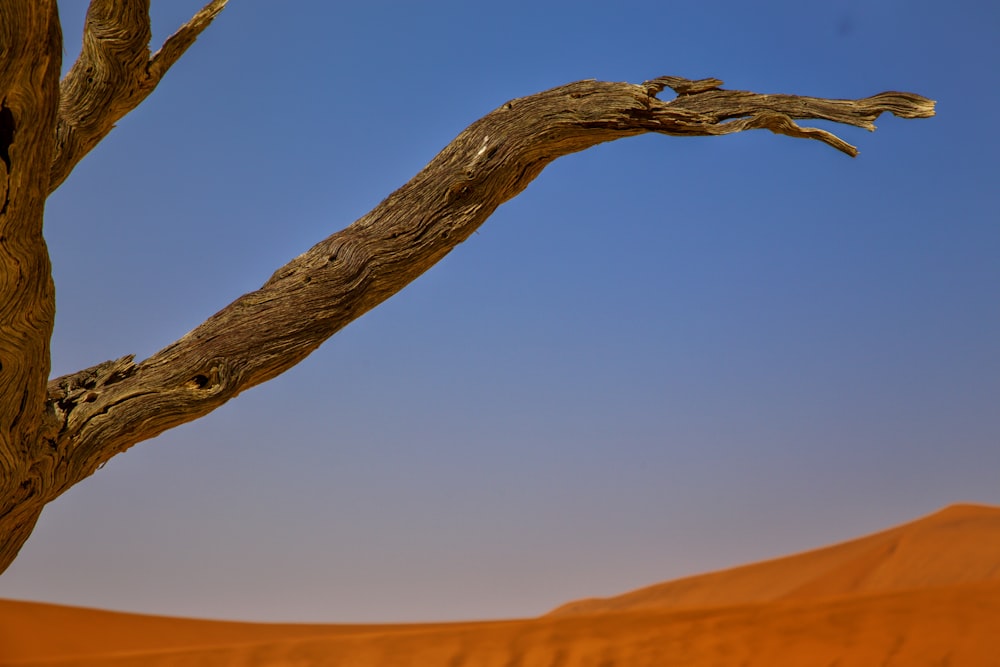 a tree branch with no leaves