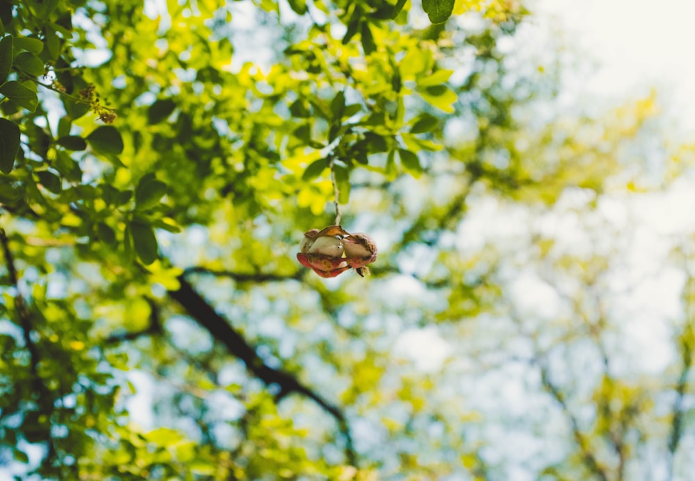 a ladybug on a tree