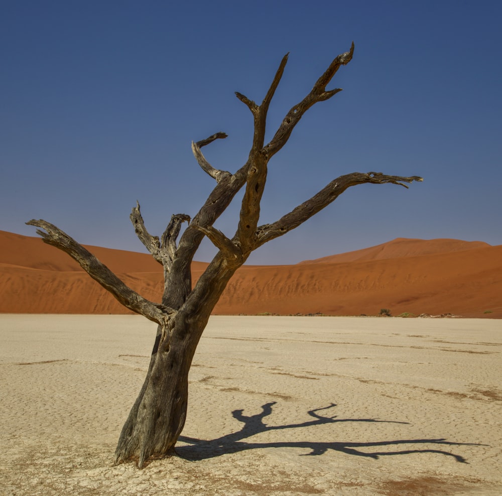 Un árbol en el desierto