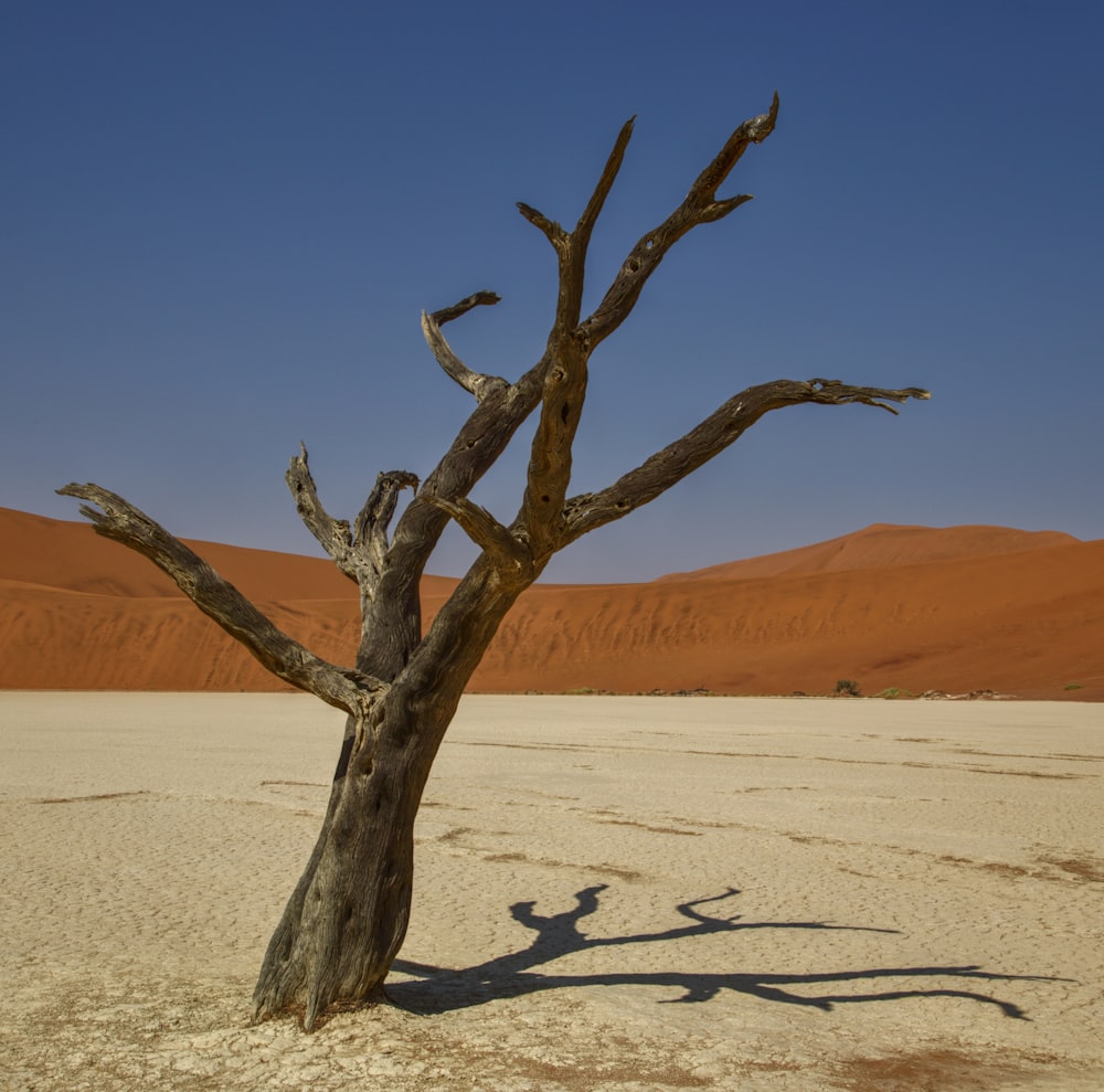 a tree in the desert