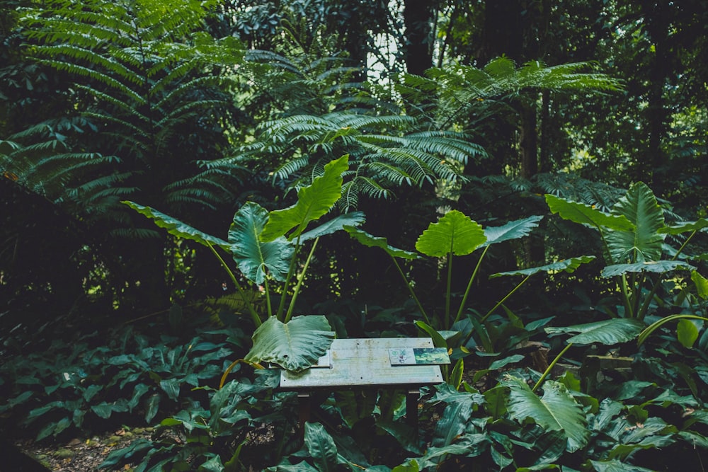 a bench in a forest