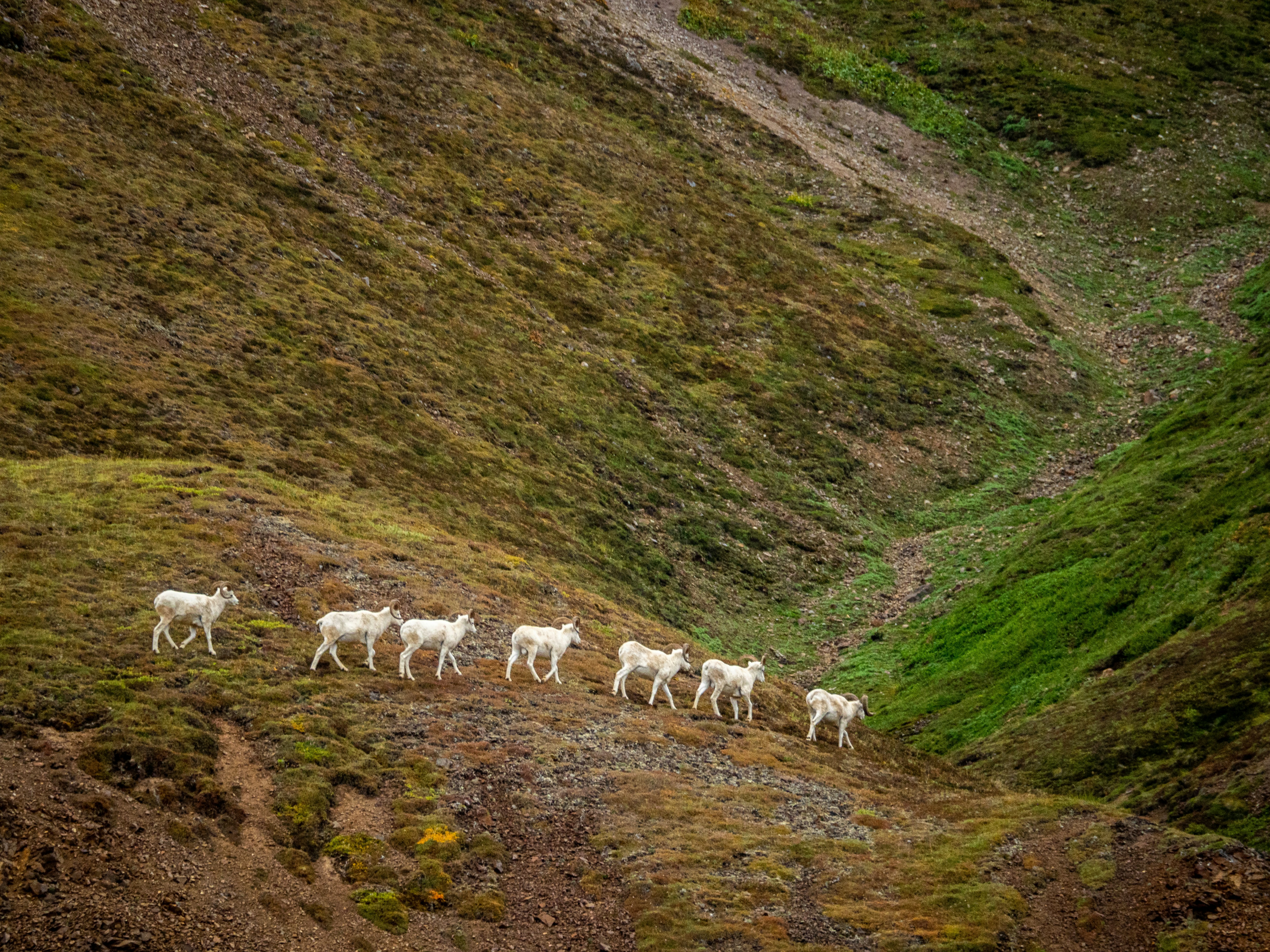 Sheep in Denali National Park, Alaska