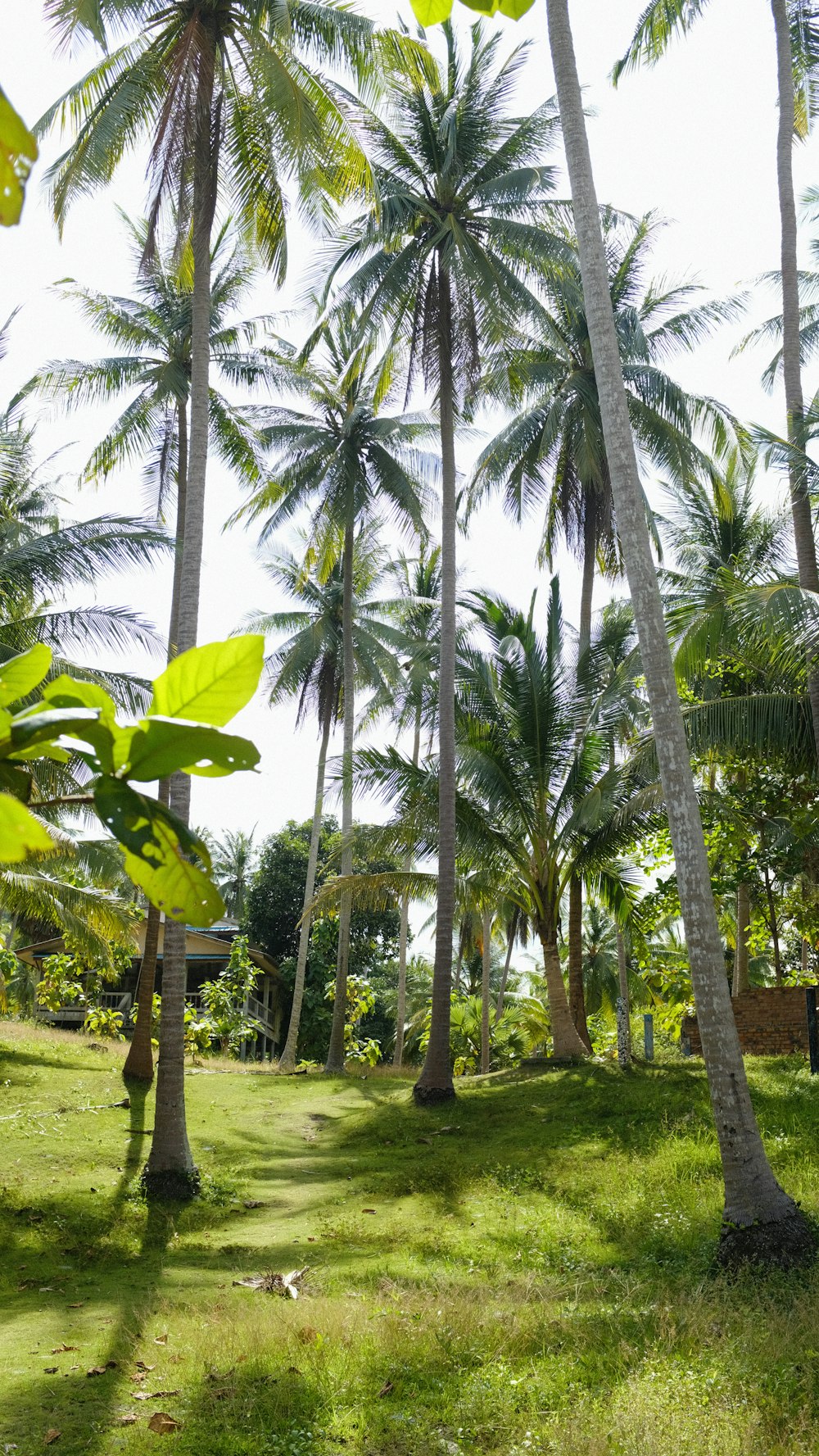 a group of palm trees