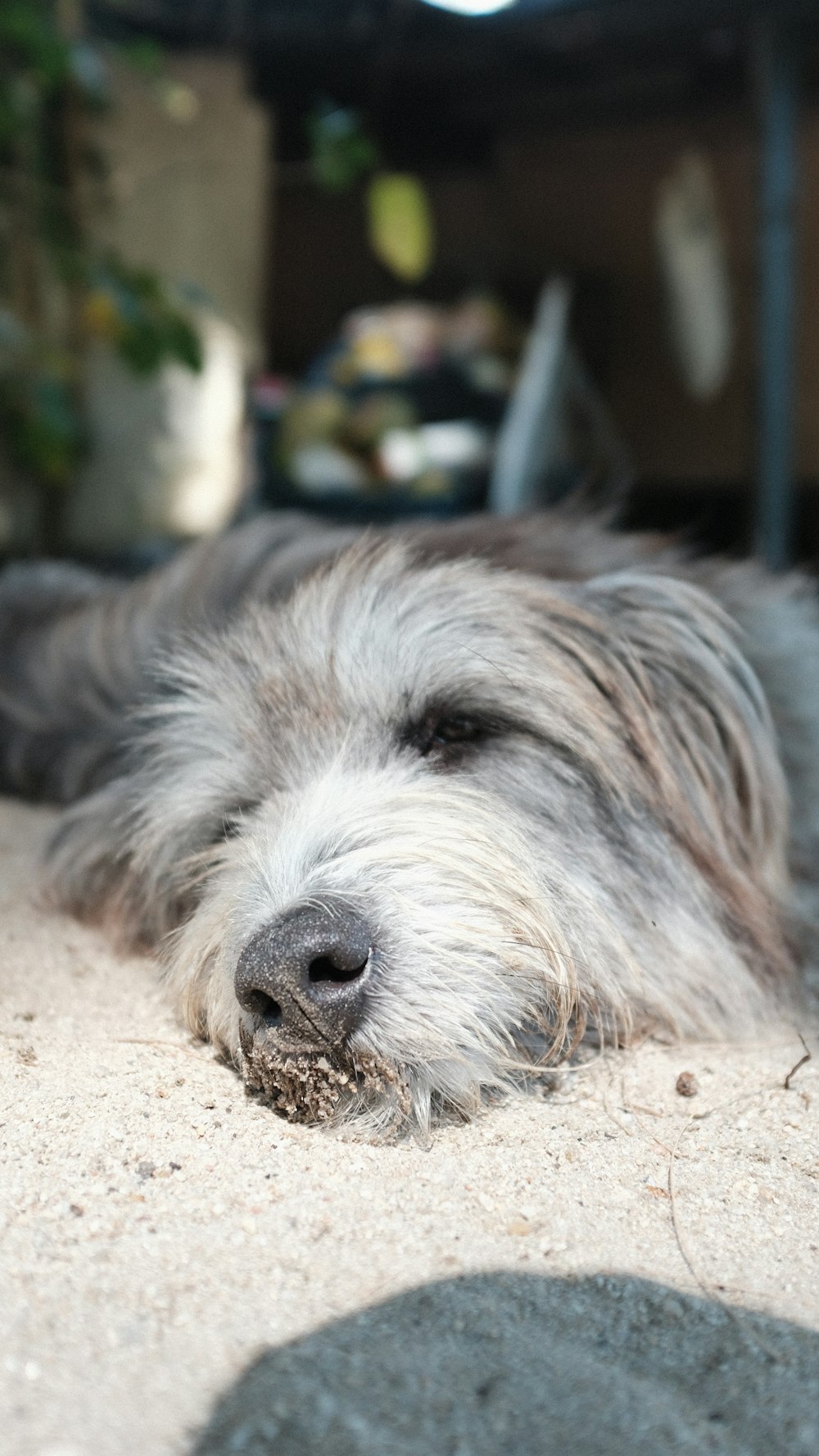 un chien allongé sur le sol