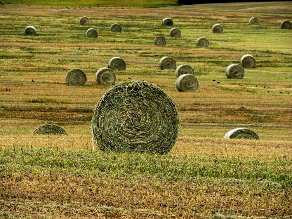 a field of hay bales