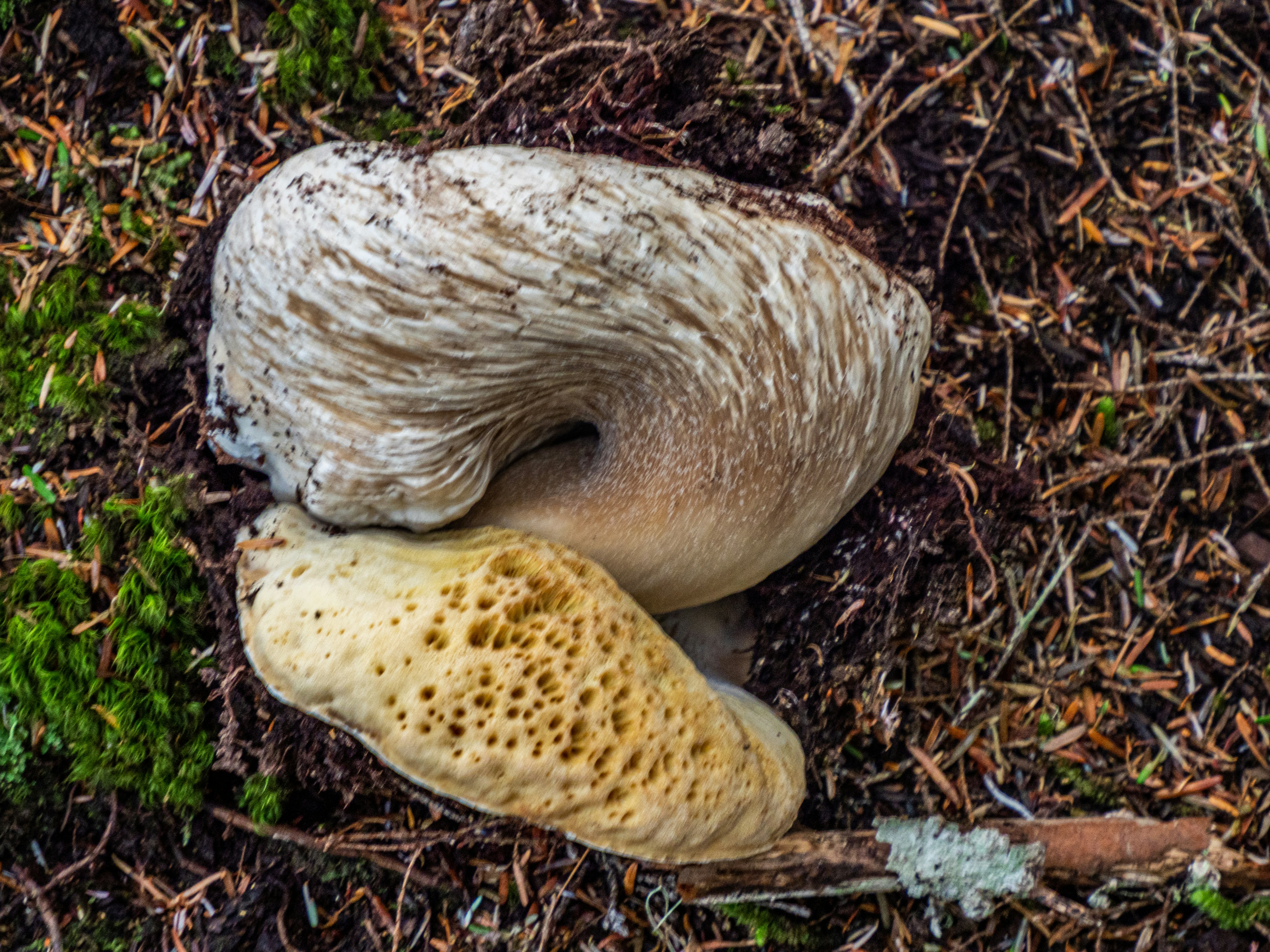 Corallus hortulana