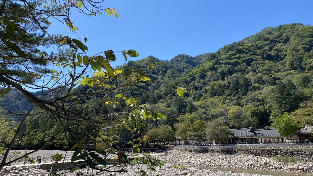 a house and some trees