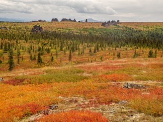 a landscape with trees and grass