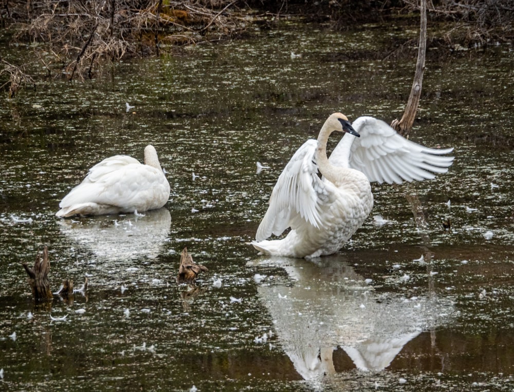 a couple of swans in a pond