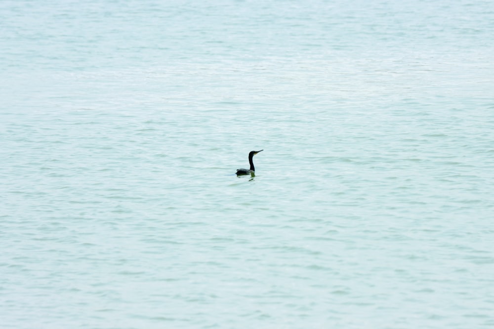 a bird swimming in the water