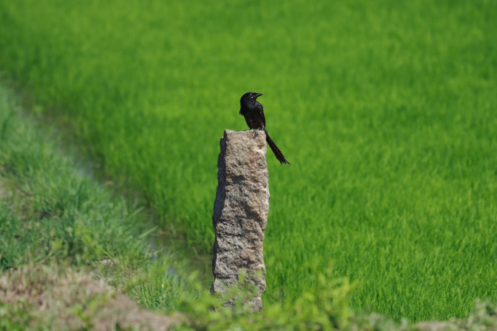 two birds on a stump