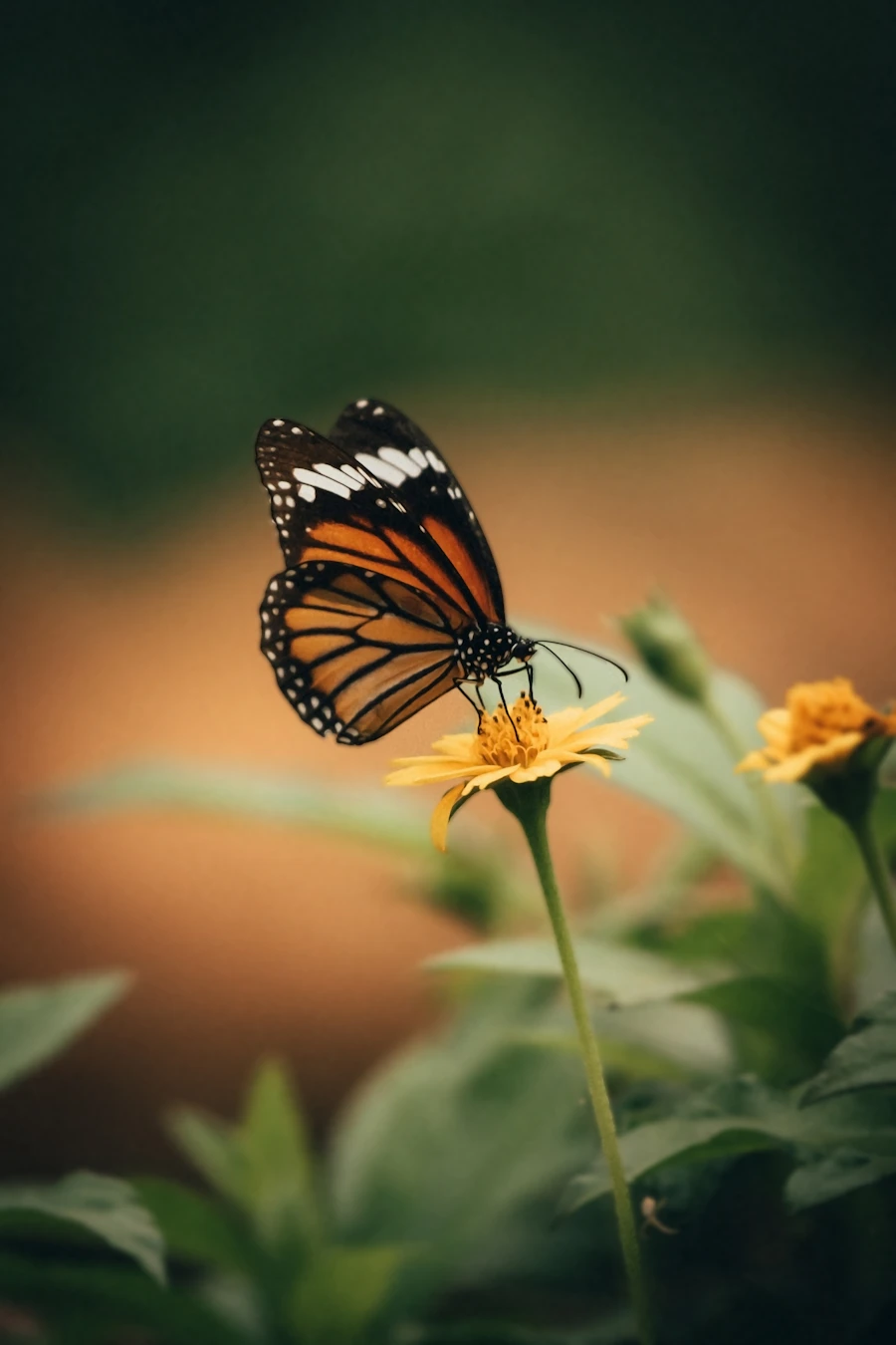 Monarch butterfly resting on a yellow flower