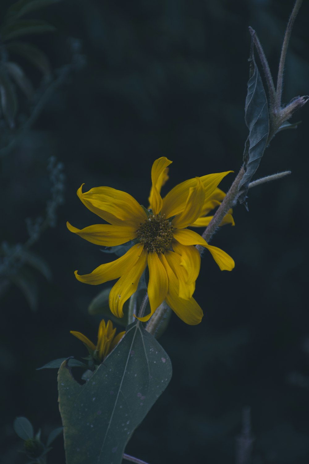 a yellow flower with green leaves