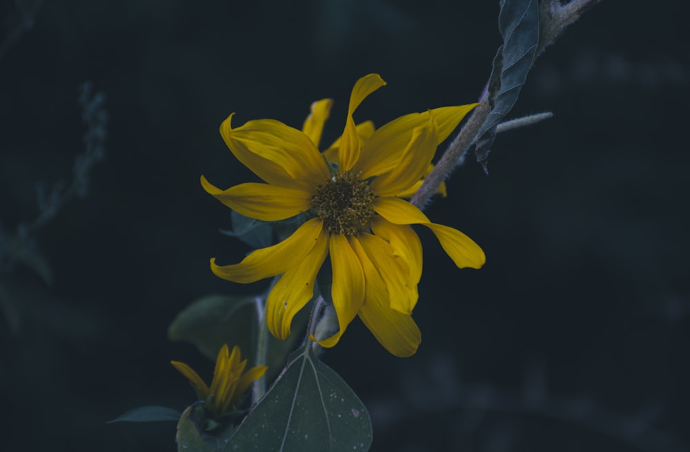 a bee on a yellow flower