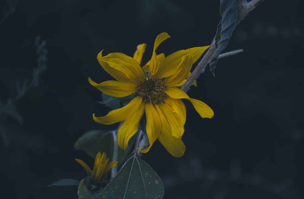 黄色い花の上の蜂