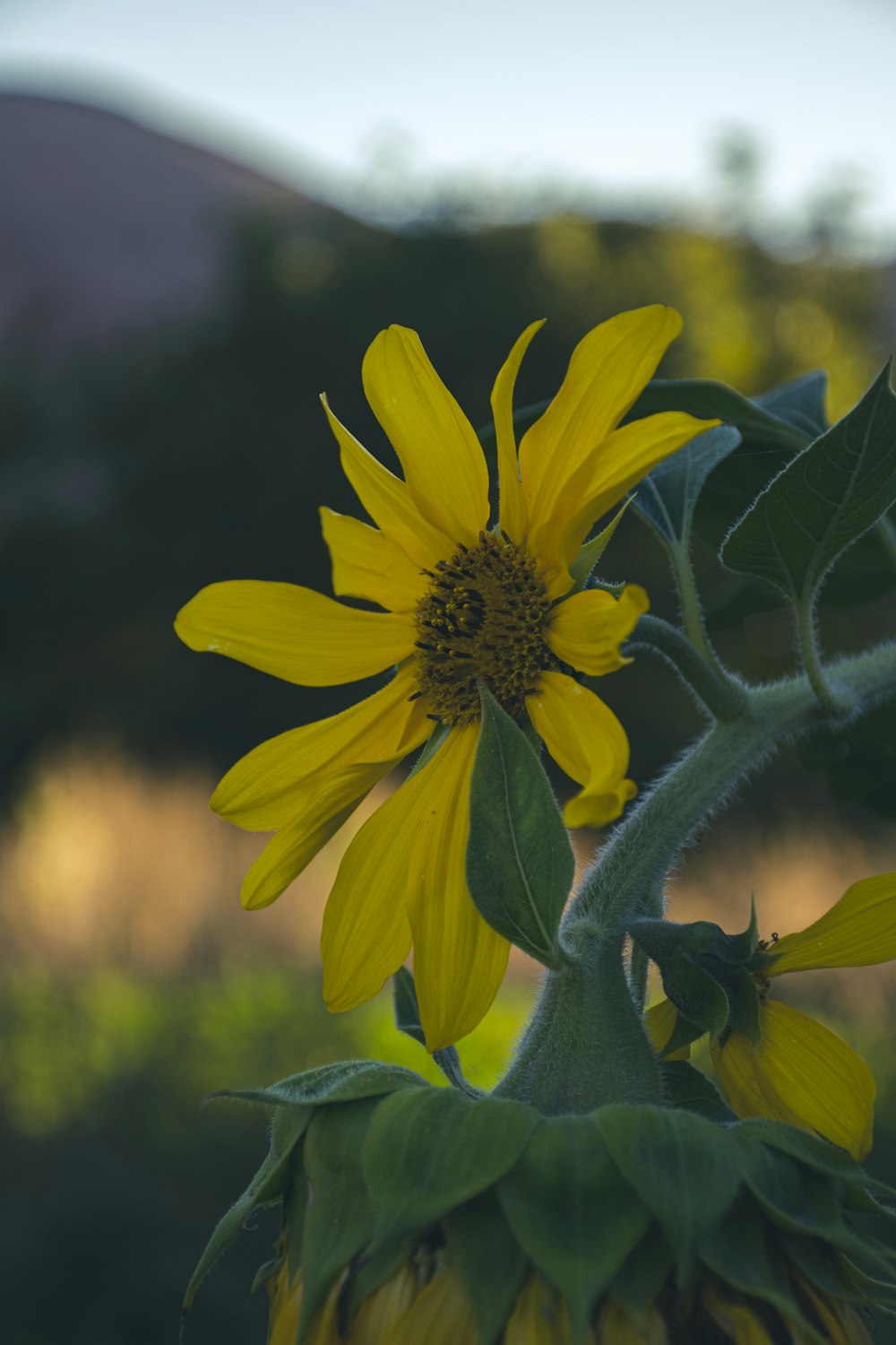 a yellow flower with green leaves