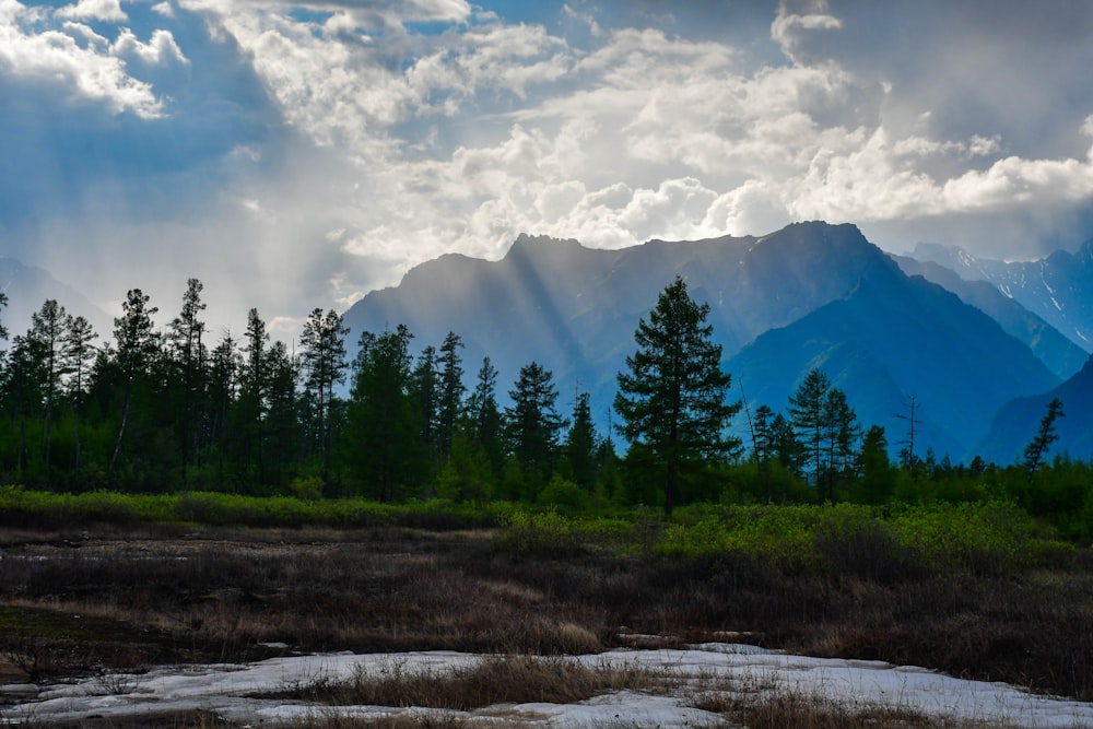 a forest of trees and mountains