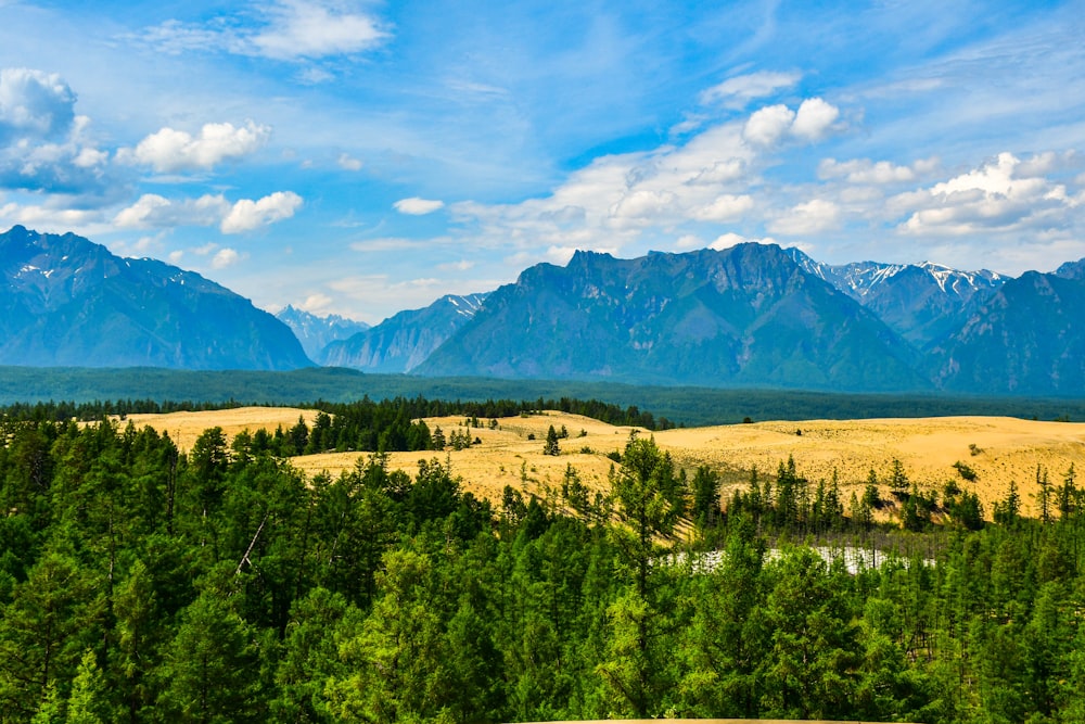 a landscape with trees and mountains in the background