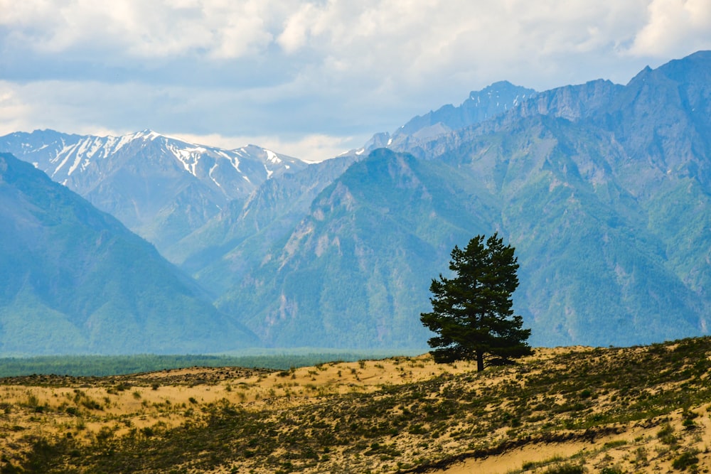 a tree on a hill with mountains in the background