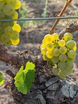 a bunch of grapes on a vine