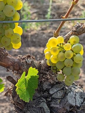 a bunch of grapes on a vine