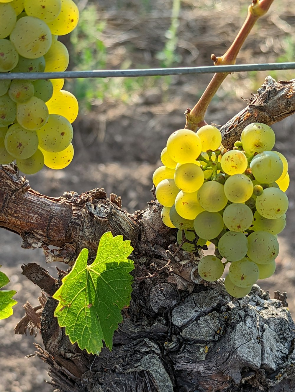 a bunch of grapes on a vine