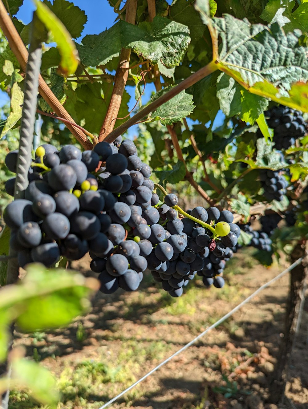 un racimo de uvas en una vid