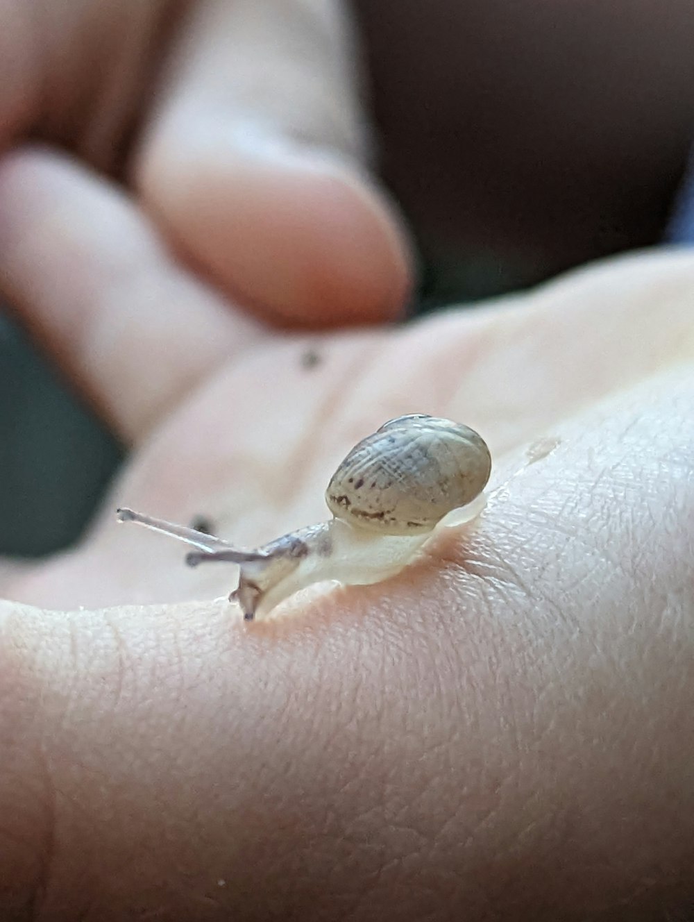 a snail on a person's finger