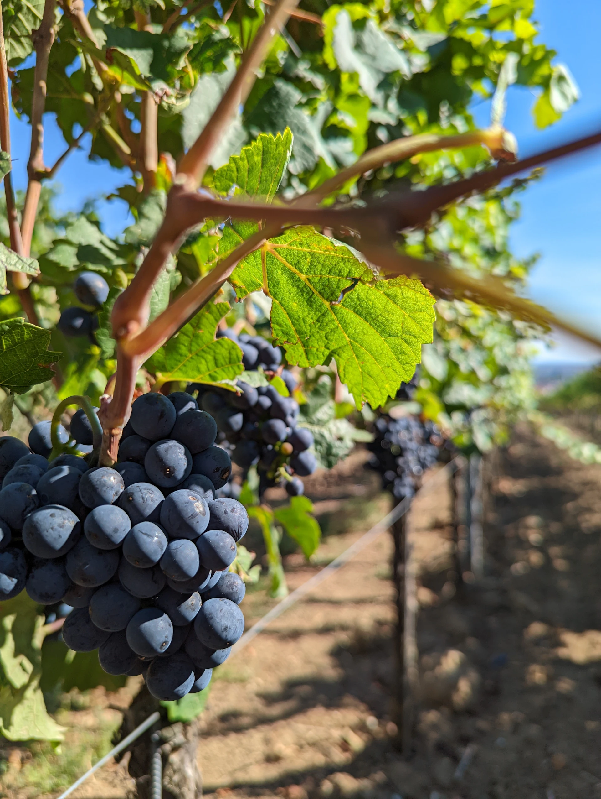 Ripe grape bunches on the vine in a Gironde vineyard