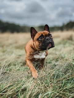 a dog standing in a field