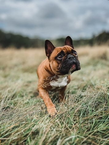 a dog standing in a field