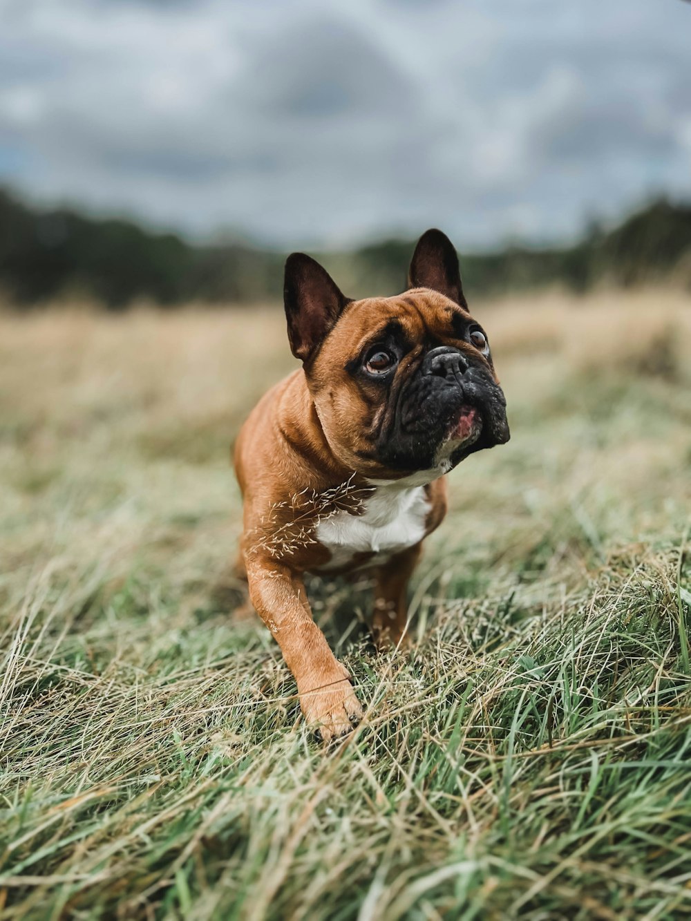 a dog standing in a field