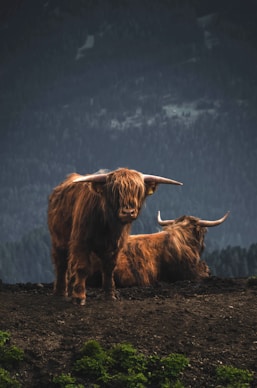 a couple of yaks standing in a field