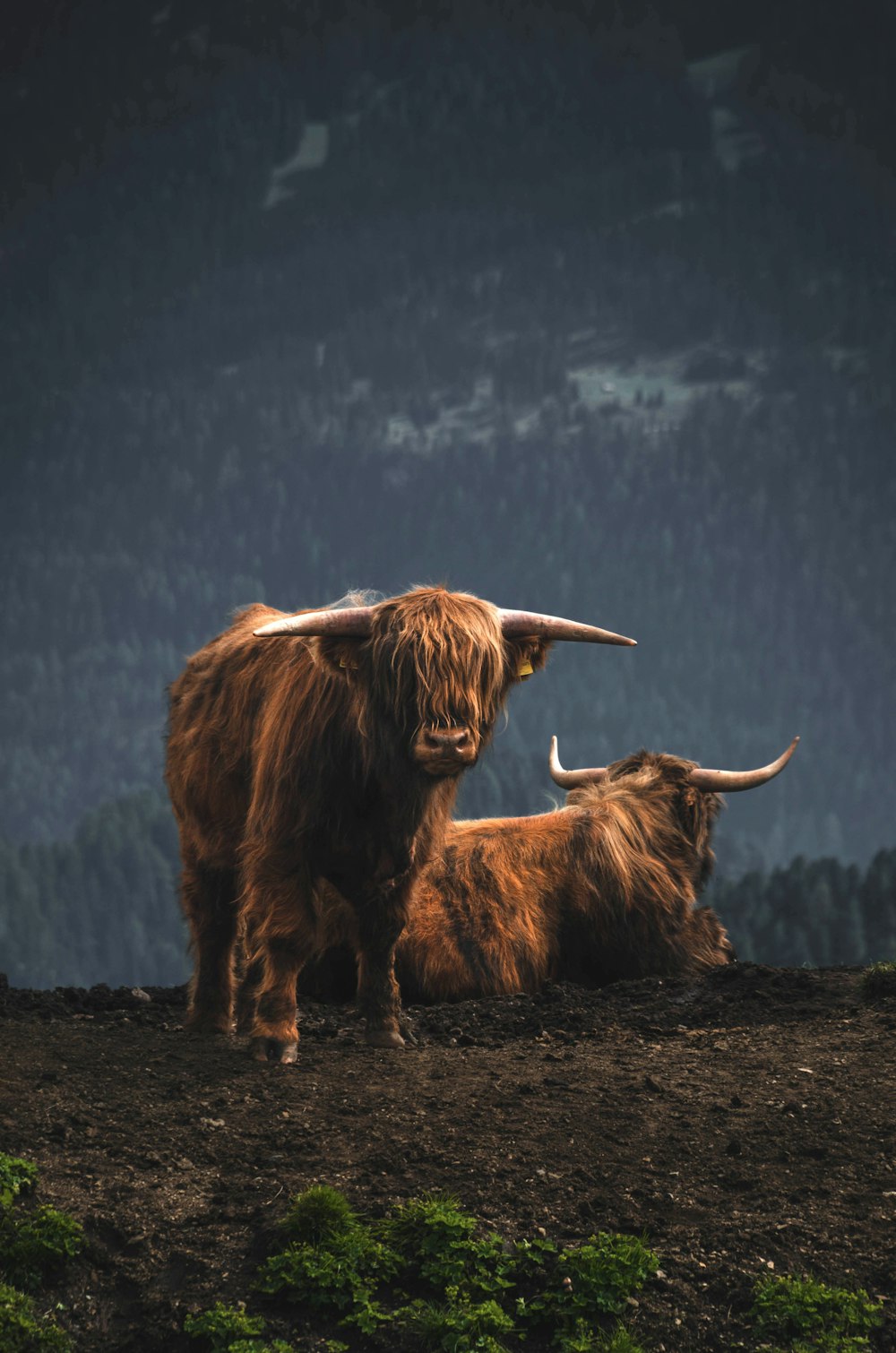 a couple of yaks standing in a field