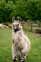 a llama in a field