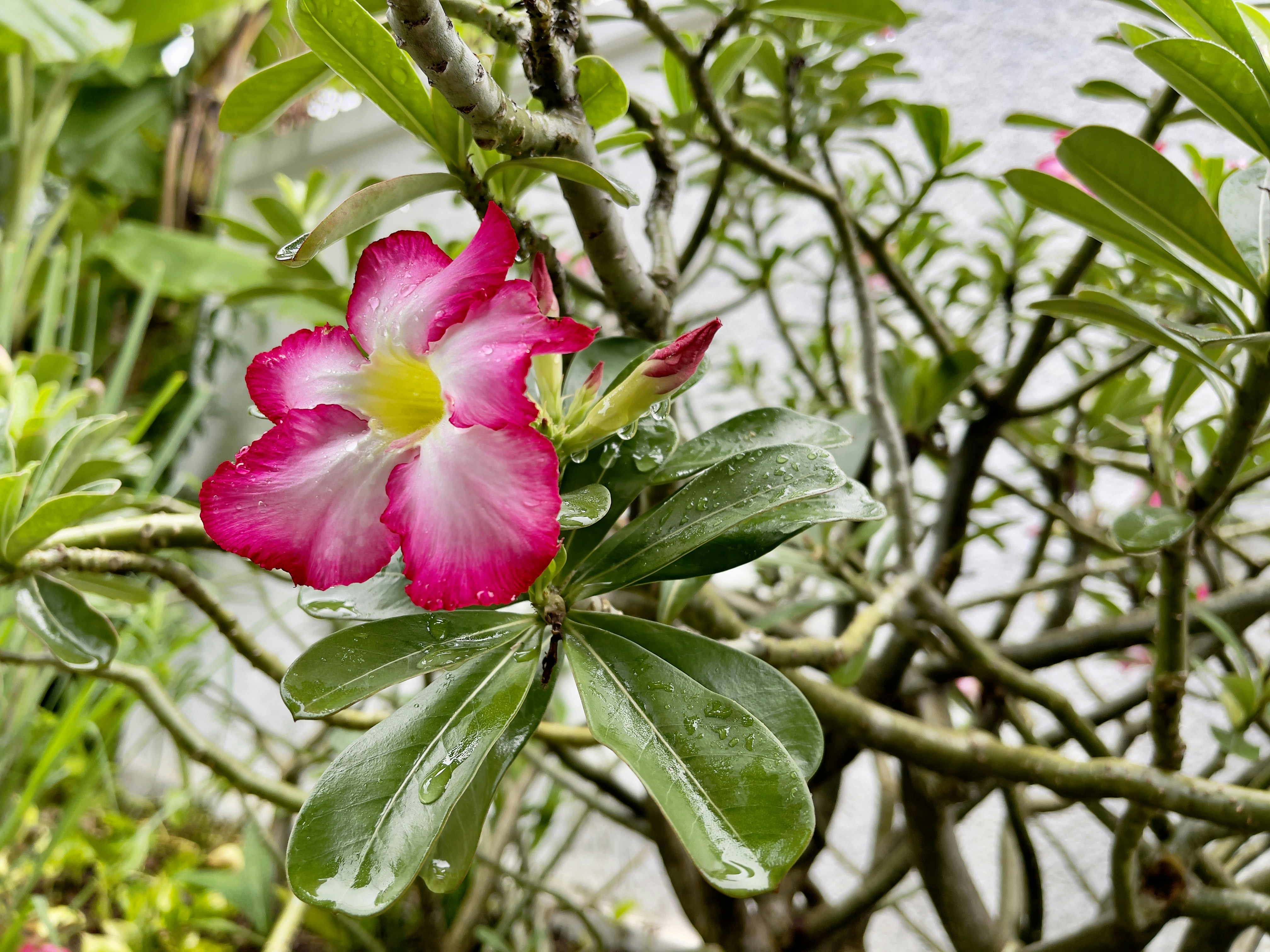 a pink flower on a plant