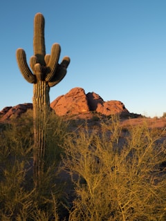 A tall saguaro cactus stands prominently against a backdrop of reddish-brown rocky hills. The foreground features dry, yellowish desert plants, while the clear blue sky stretches overhead, hinting at a serene desert landscape.