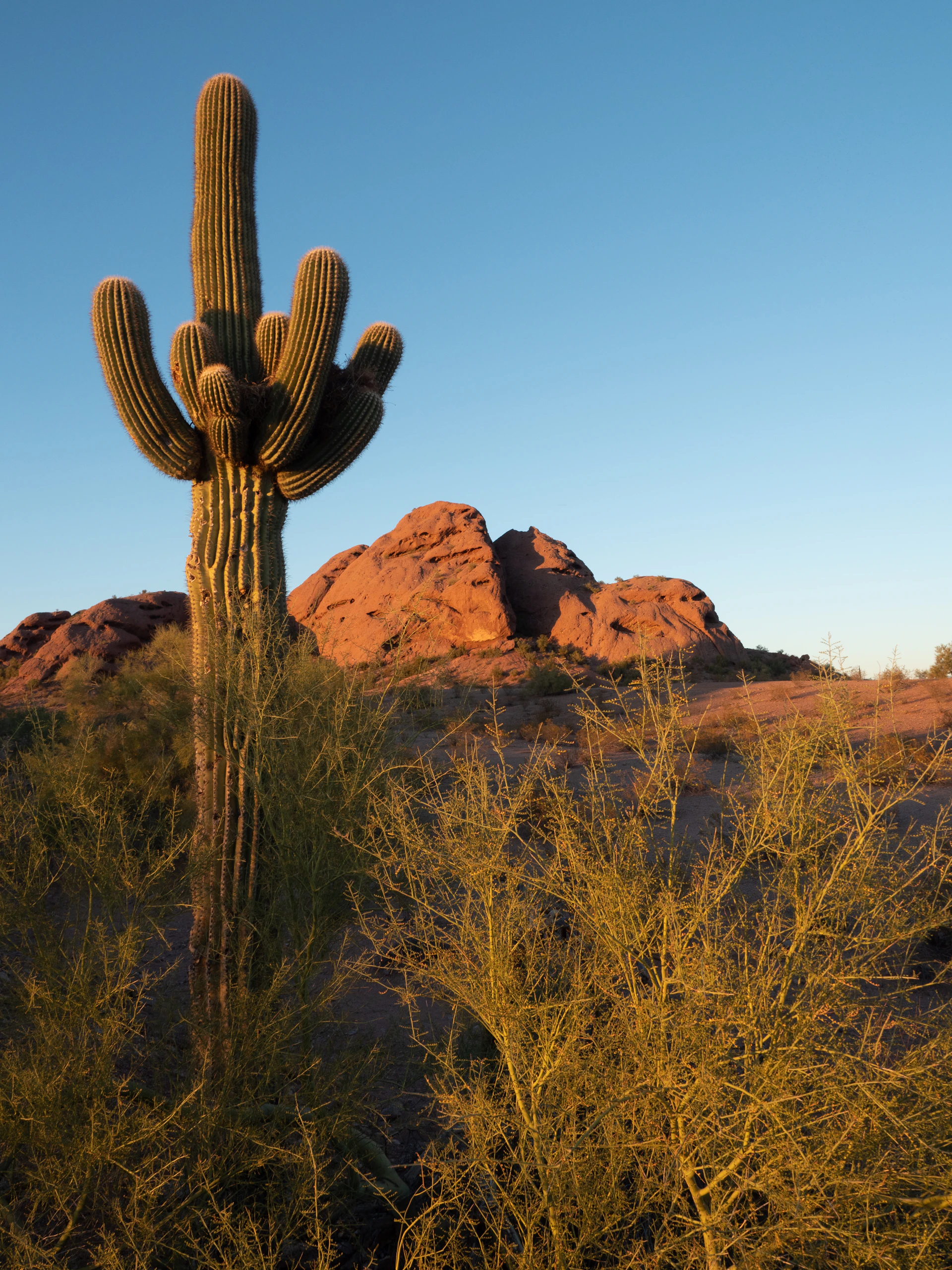 a cactus in front of a rocky mountain