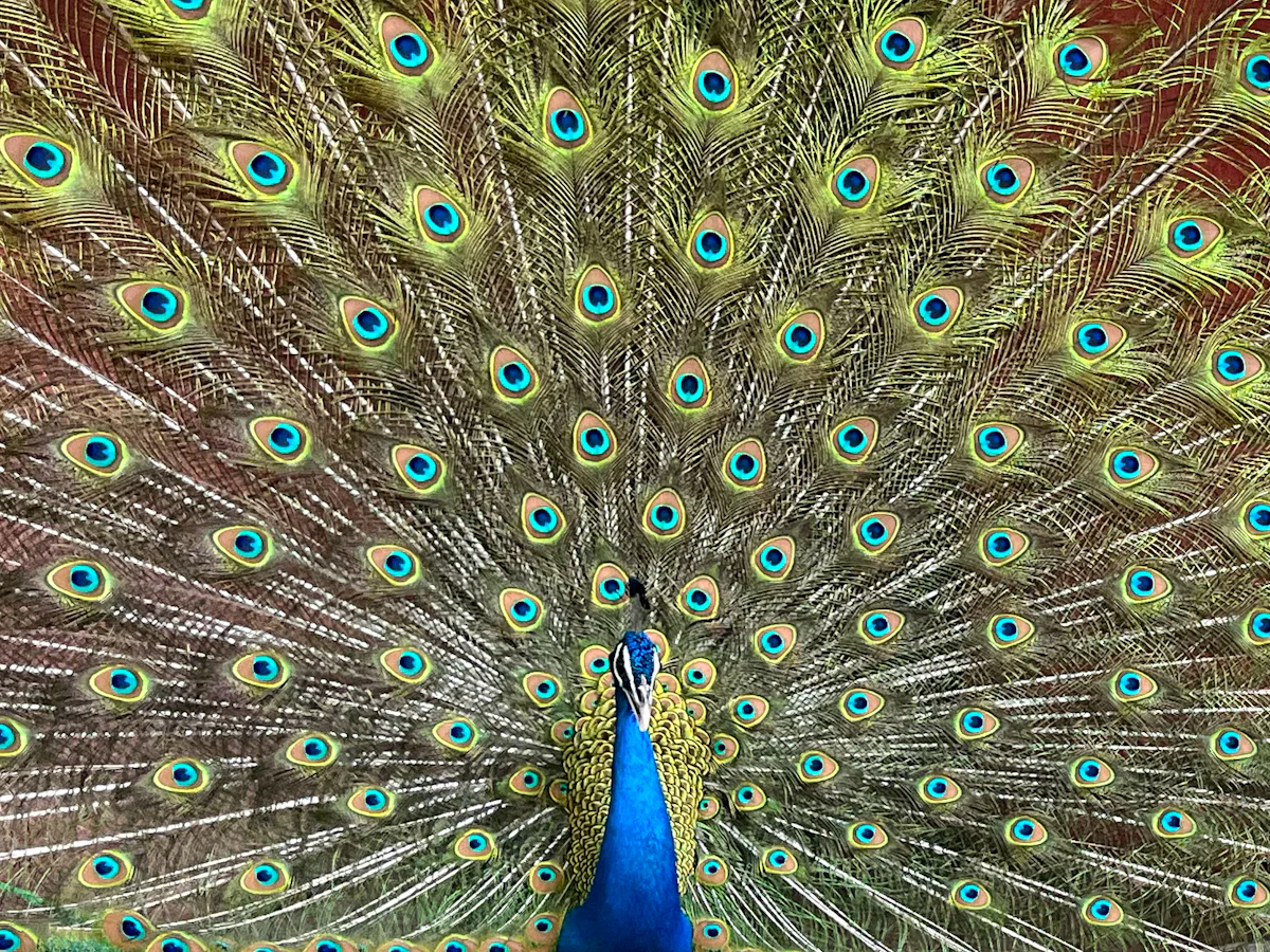 Karnala